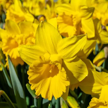 By The In * Callantsoog